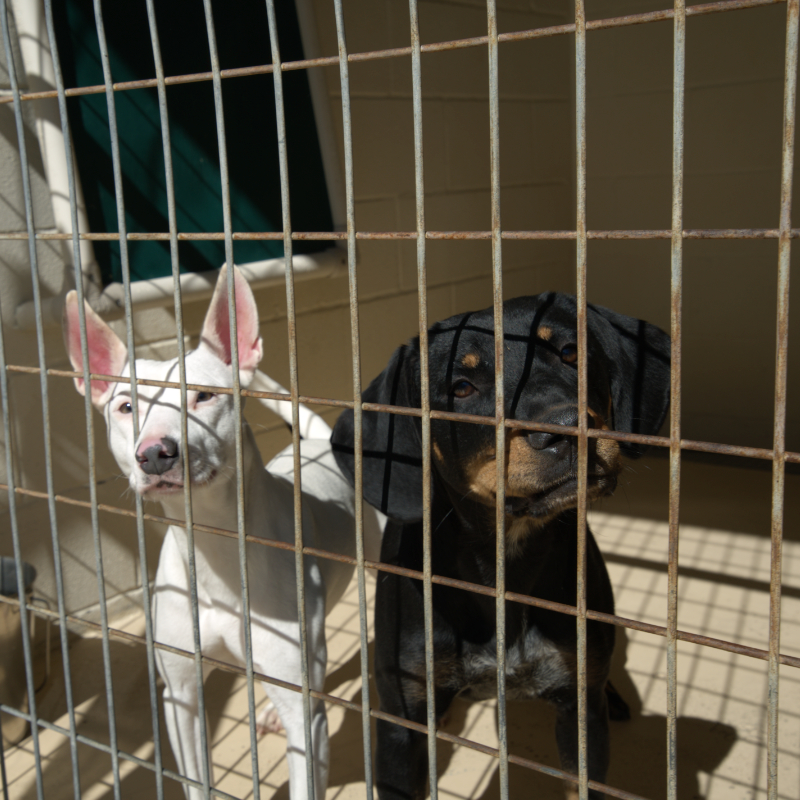 Donate | Athens Animal Rescue Shelter | Providing shelter, food